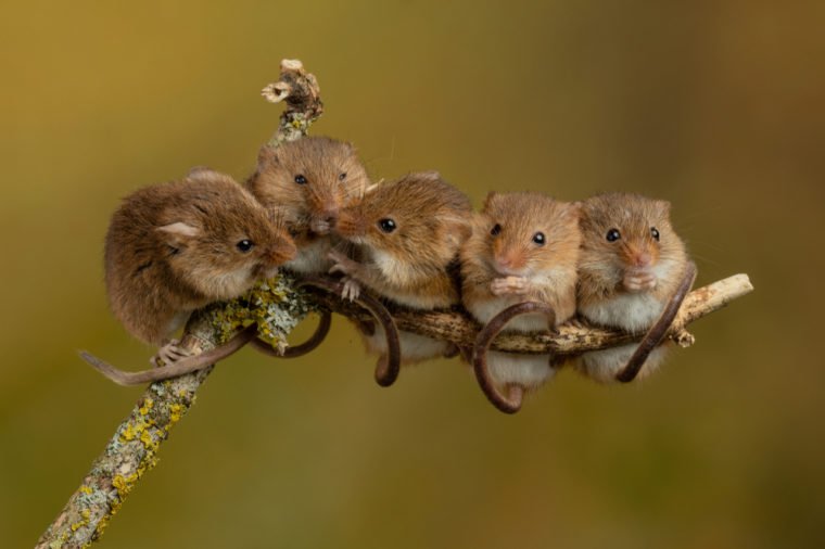 header_image
