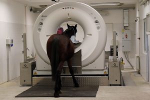 equine veterinarian: rare equine CT device