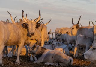 A magyar szarvasmarha-tartás: hagyomány, gazdaság és jövő