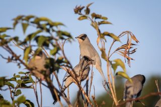 Birdwatching in Kuwait – Dr. János Gál and Dr. Endre Sós