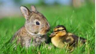 Verschenken Sie keine lebenden Tiere!