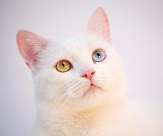 Mit érdemes tudni az antibiotikumok használatáról a kisállatpraxisban?